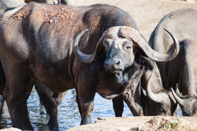 African Buffalo (Syncerus caffer) drinking, Taita Hills Wildlife Sanctuary, Kenya, East Africa, Africa