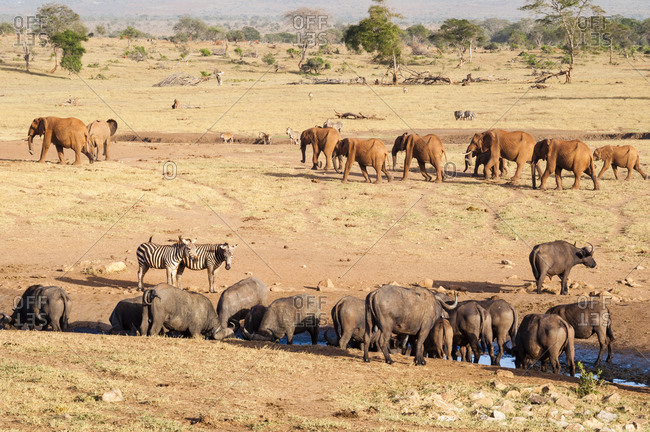 African Buffaloes (Syncerus caffer) drinking, Elephants (Loxodonta africana), Taita Hills Wildlife Sanctuary, Kenya, East Africa, Africa
