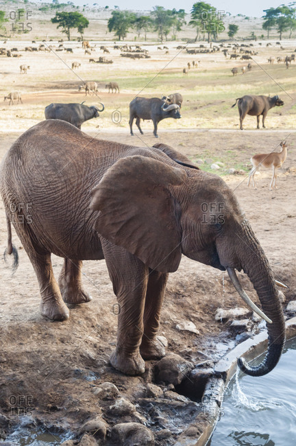 Elephant (Loxodonta africana) drinking, Taita Hills Wildlife Sanctuary, Kenya, East Africa, Africa