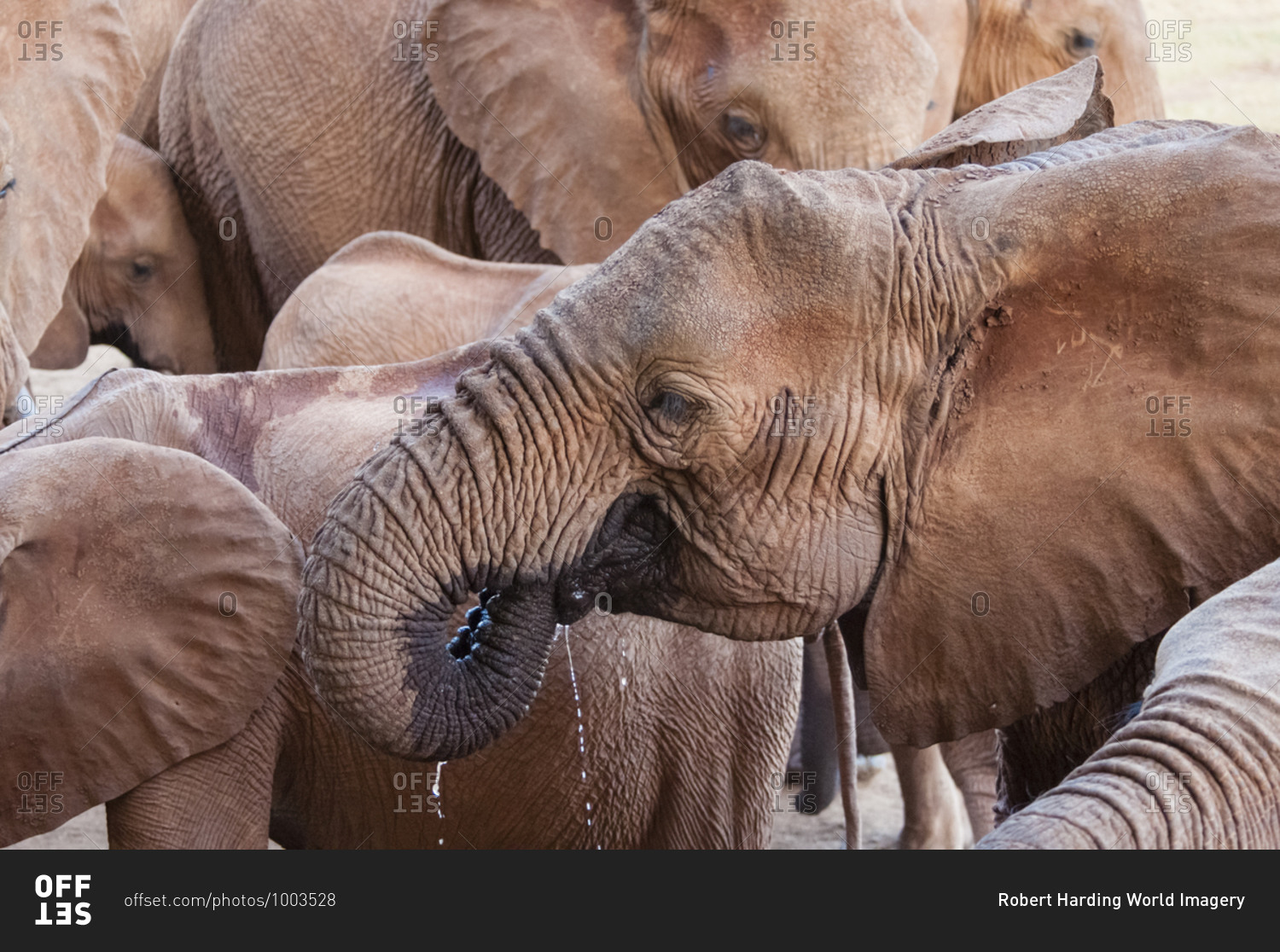 Elephants (Loxodonta africana) drinking, Taita Hills Wildlife Sanctuary, Kenya, East Africa, Africa