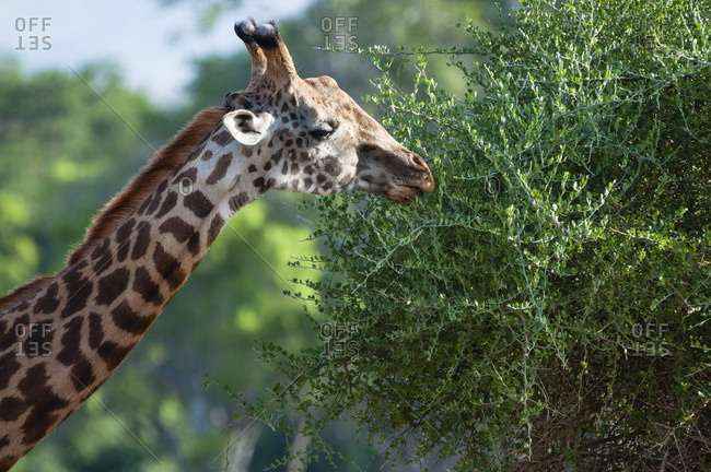 Male Maasai giraffe (Giraffa tippelskirchi), Tsavo East National Park, Kenya, East Africa, Africa