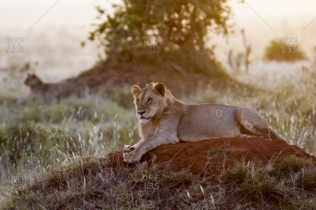 Two young male lions (Panthera leo) in the bush, Tsavo East National Park, Kenya, East Africa, Africa