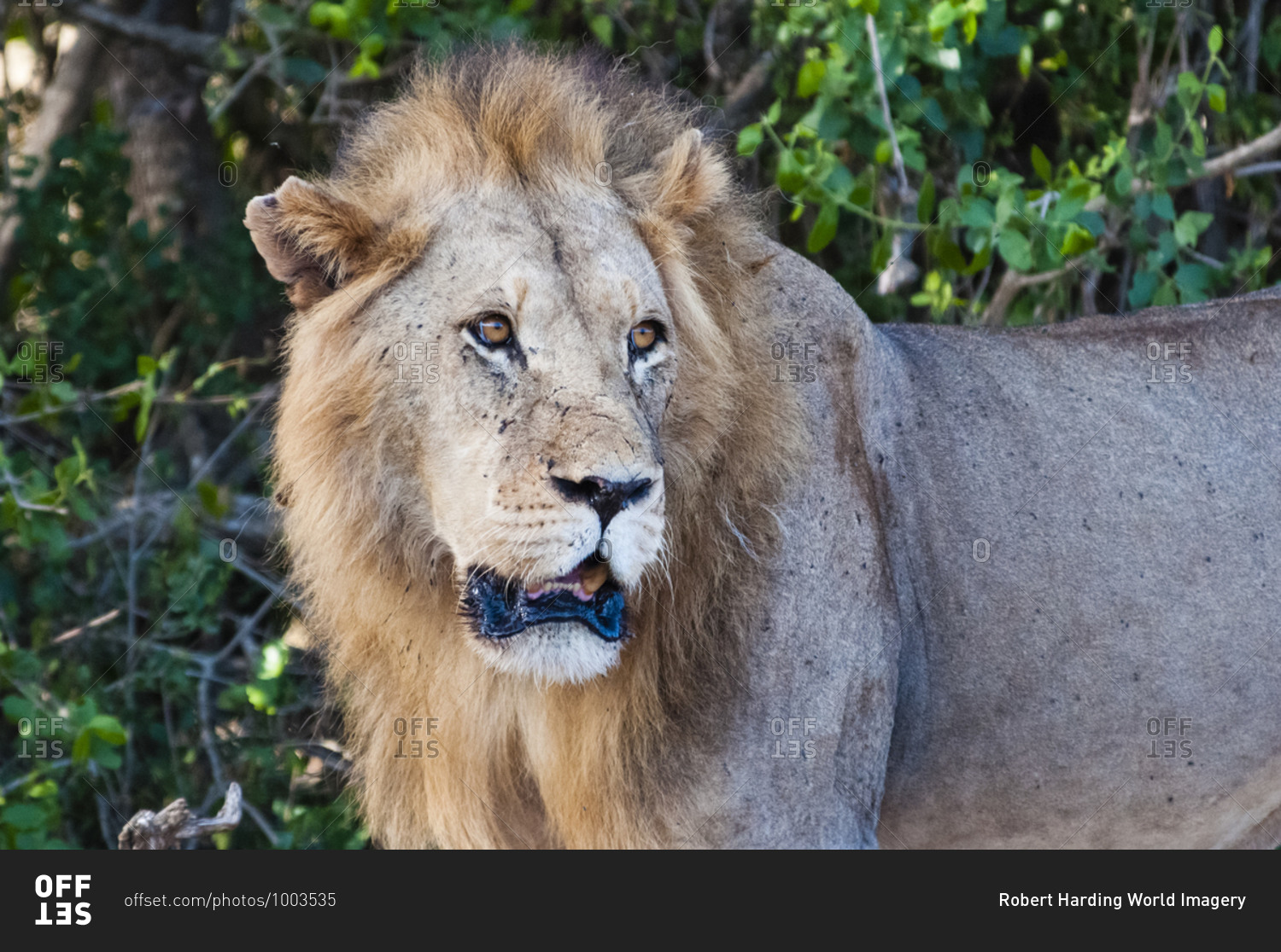 Male lion (Panthera leo) in the bush, Tsavo East National Park, Kenya, East Africa, Africa
