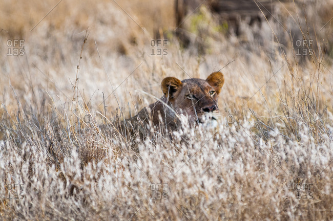 Young lion (Panthera leo) in the bush, Taita Hills Wildlife Sanctuary, Kenya, East Africa, Africa