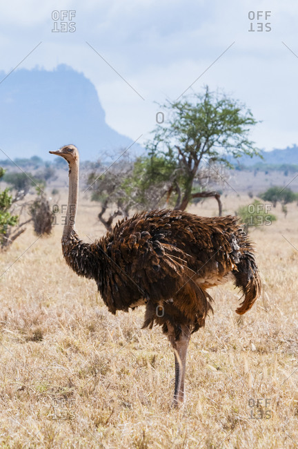 Common Ostrich female (Struthio camelus), Taita Hills Wildlife Sanctuary, Kenya, East Africa, Africa