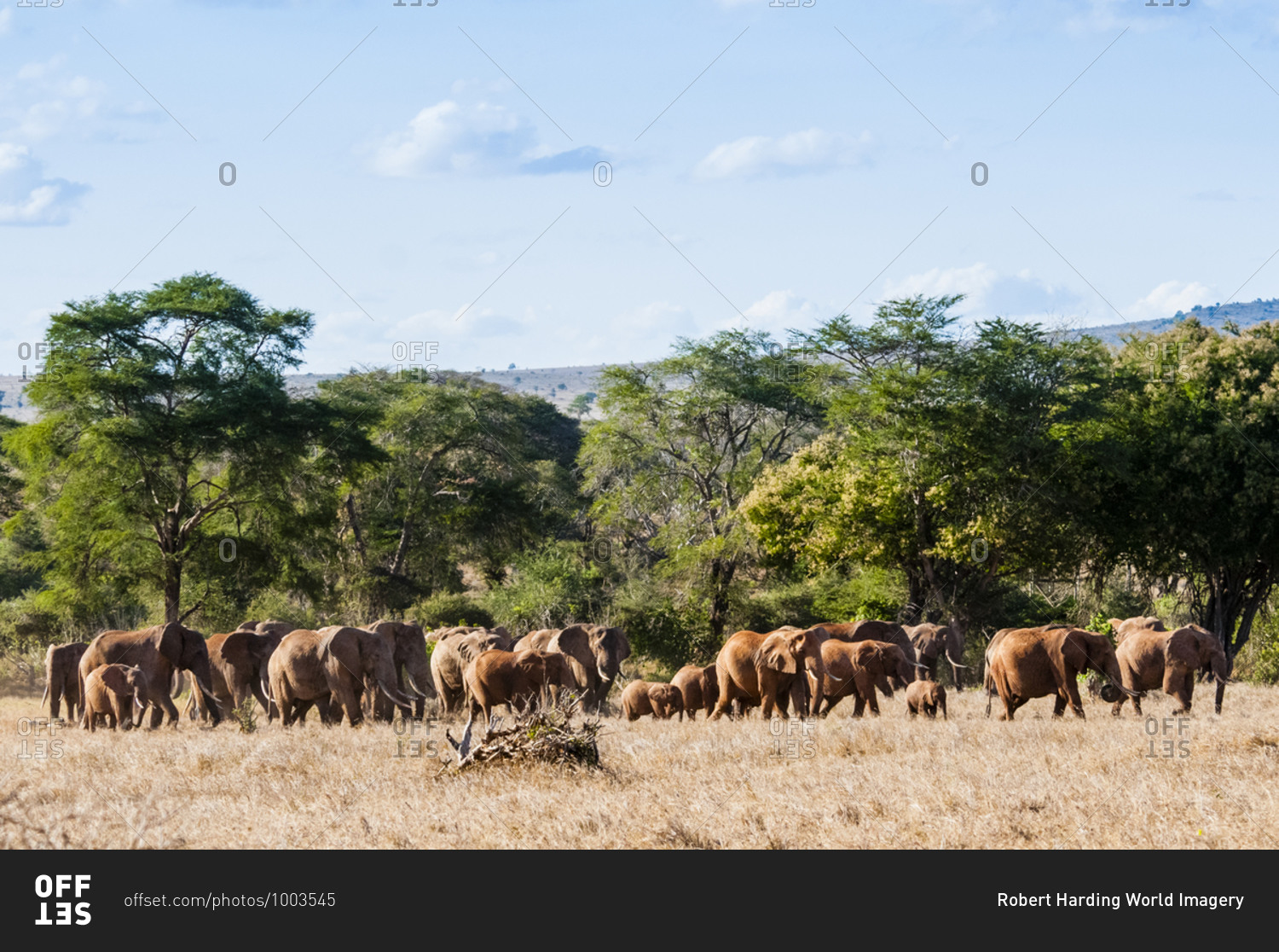 Herd of Elephants (Loxodonta africana), Taita Hills Wildlife Sanctuary, Kenya, East Africa, Africa