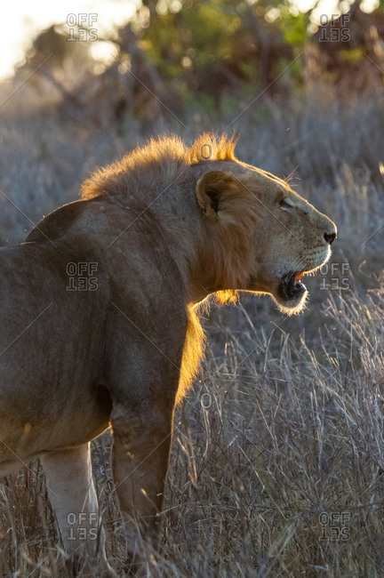 One young male lion (Panthera leo) in the bush, Taita Hills Wildlife Sanctuary, Kenya, East Africa, Africa