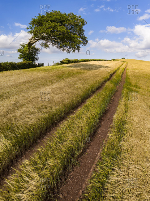 Crop field and windswept tree, Devon, England, United Kingdom, Europe