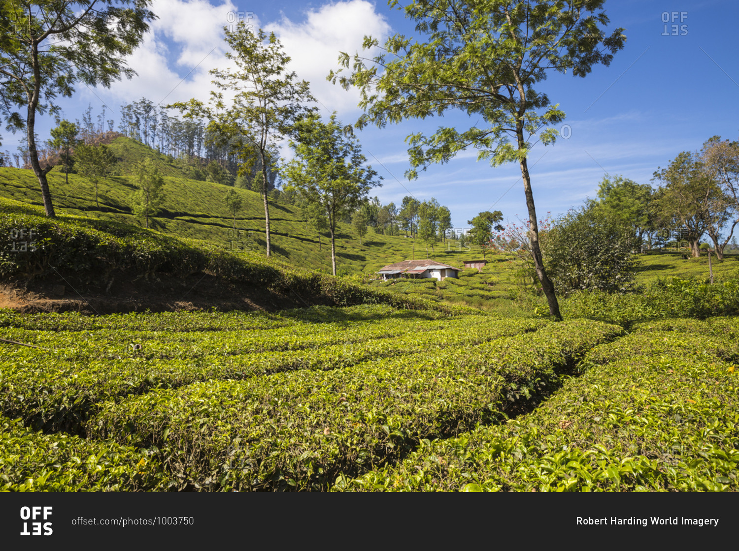Workers cottage on Tea Estate, Munnar, Kerala, India, Asia
