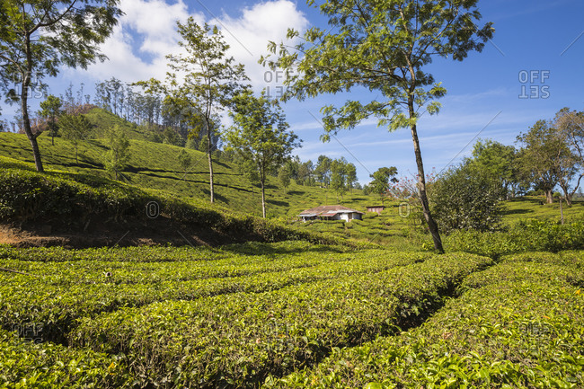 Workers cottage on Tea Estate, Munnar, Kerala, India, Asia