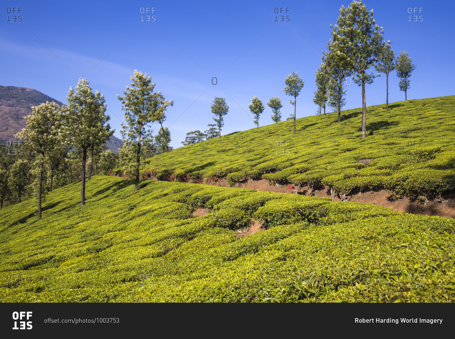 Tea Estate, Munnar, Kerala, India, Asia