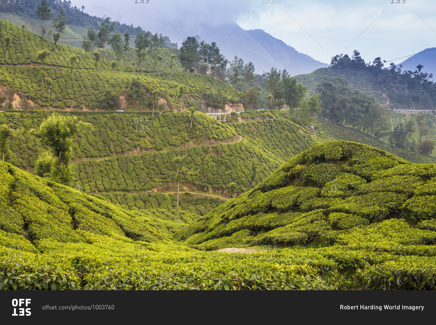 Tea estate, Munnar, Kerala, India, Asia