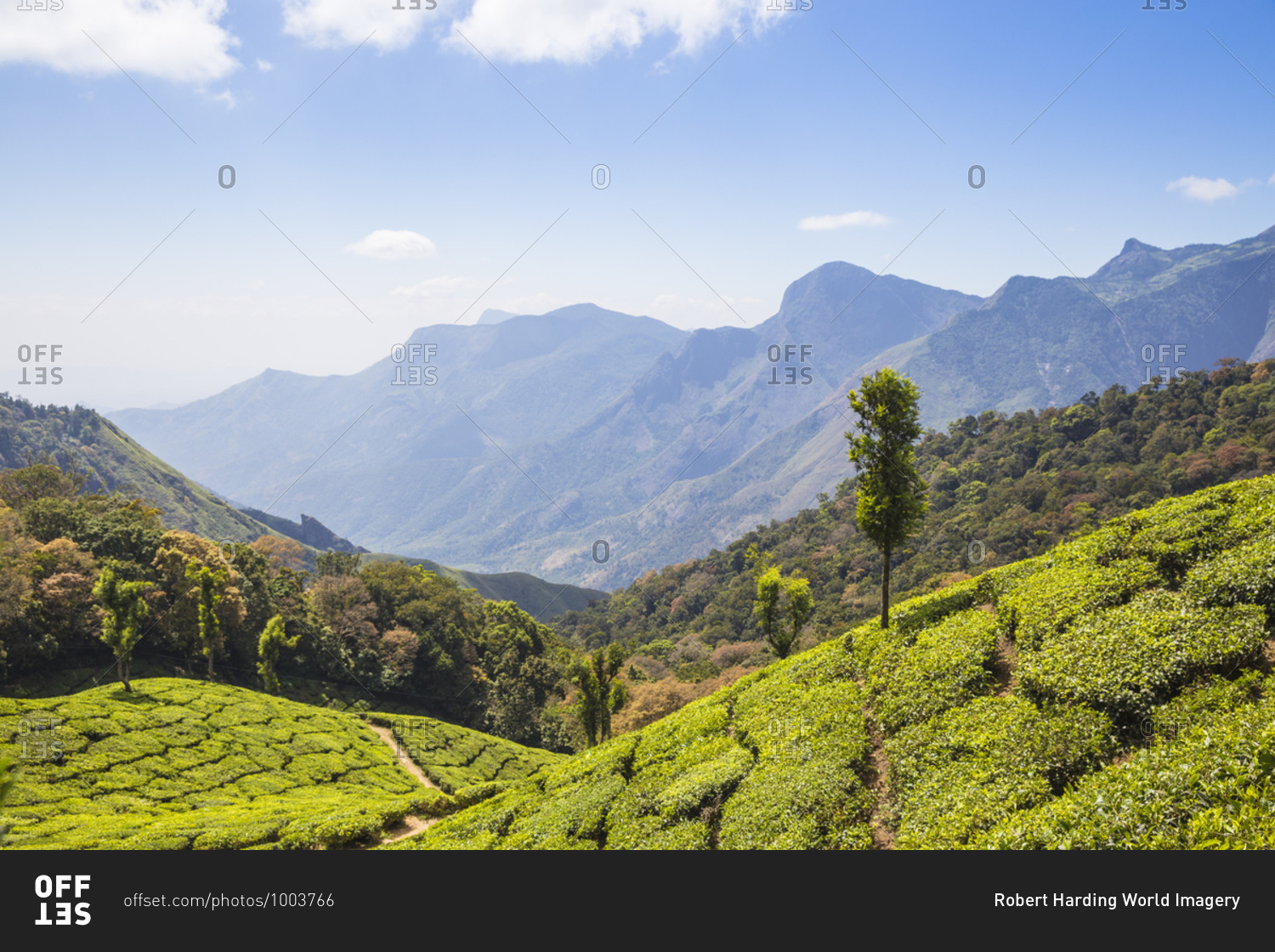 Tea estate at top station, Munnar, Kerala, India, Asia