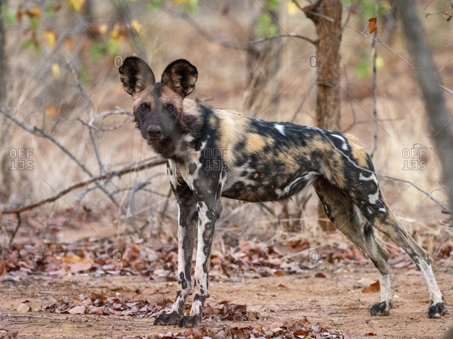 An adult African wild dog (Lycaon pictus), at a den site in the Save Valley Conservancy, Zimbabwe, Africa