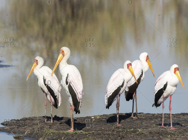Adult yellow-billed storks (Mycteria ibis), on the shore of a watering hole in Hwange National Park, Zimbabwe, Africa