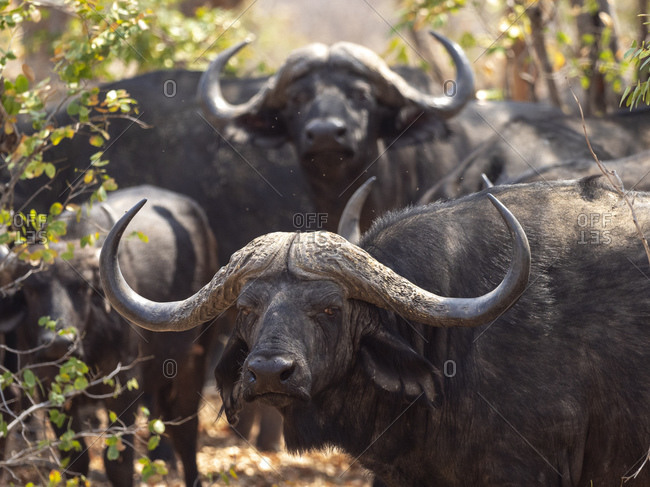 Cape buffalo bulls (Syncerus caffer) in Hwange National Park, Zimbabwe, Africa