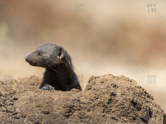 An adult common dwarf mongoose (Helogale parvula), near its burrow in the Save Valley Conservancy, Zimbabwe, Africa
