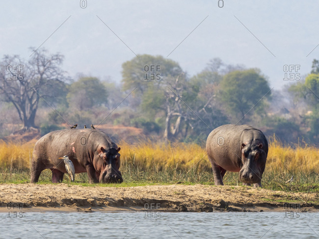 Adult hippopotamuses (Hippopotamus amphibius), near Mana Pools on the Lower Zambezi River, Zimbabwe, Africa