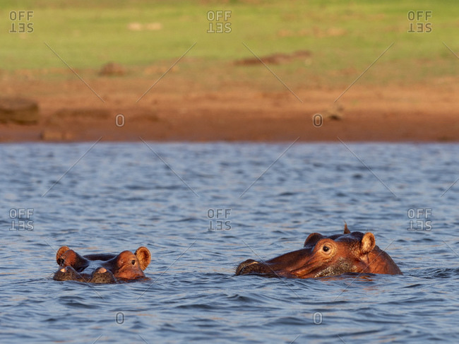 Adult hippopotamuses (Hippopotamus amphibius), bathing at sunset in Lake Kariba, Zimbabwe, Africa