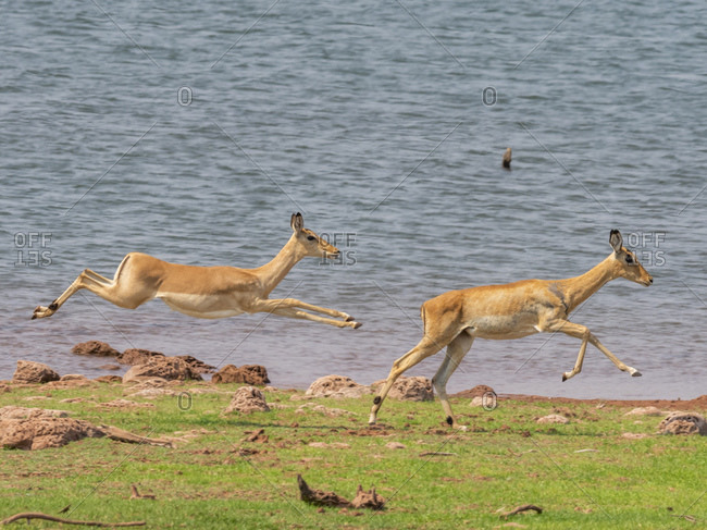 Adult impalas (Aepyceros melampus), running along the shoreline of Lake Kariba, Zimbabwe, Africa