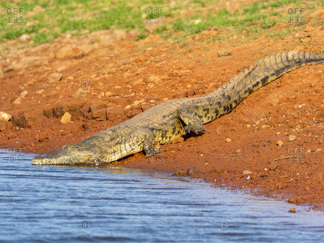 An adult Nile crocodile (Crocodylus niloticus), basking in the sun on the shoreline of Lake Kariba, Zimbabwe, Africa