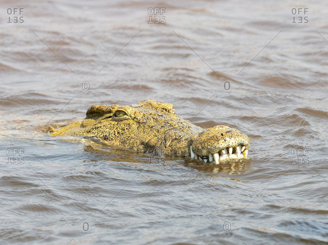An adult Nile crocodile (Crocodylus niloticus), in the water near the shoreline of Lake Kariba, Zimbabwe, Africa