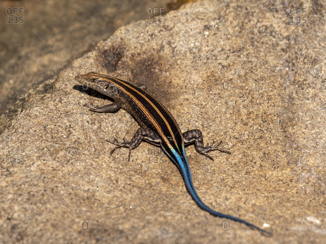 Adult male African five-lined skink (Trachylepis quinquetaeniata), Save Valley Conservancy, Zimbabwe, Africa