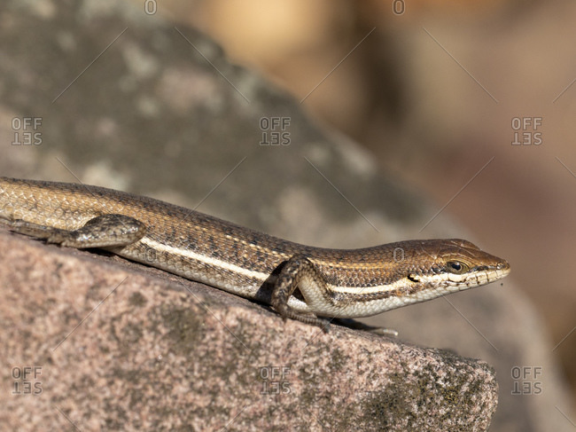 Adult Cape skink (Trachylepis capensis), in the Save Valley Conservancy, Zimbabwe, Africa