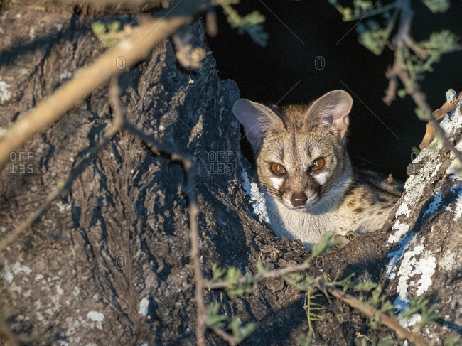 Adult rusty-spotted genet (Genetta maculata), at night in the Save Valley Conservancy, Zimbabwe, Africa