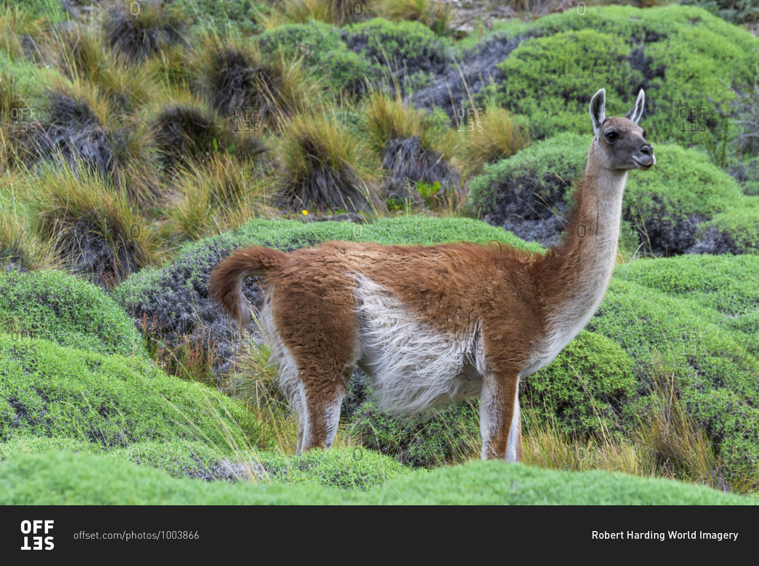 Guanaco (Lama guanicoe), Patagonia National Park, Chacabuco Valley, Aysen Region, Patagonia, Chile, South America