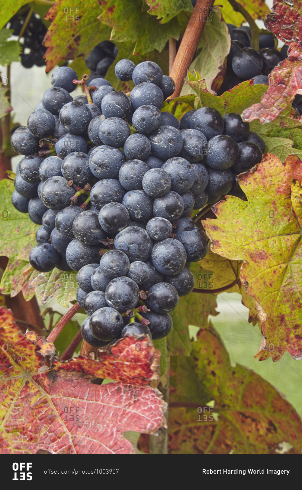 Dornfelder grapes ready for the autumn harvest, at Trevibban Mill Vineyard, near Padstow, Cornwall, England, United Kingdom, Europe