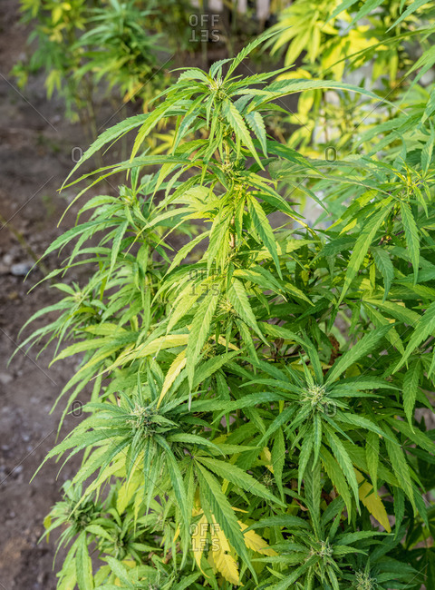 Marijuana Plant at Rastafarian Community, Blue Mountains, Saint Andrew Parish, Jamaica, West Indies, Caribbean, Central America
