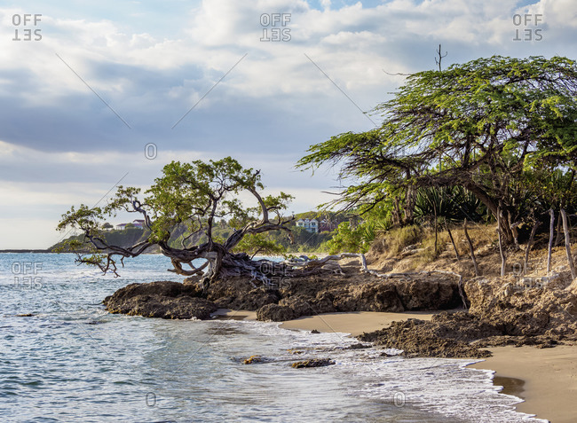 Lone Tree by the Jack Sprat Beach, Treasure Beach, Saint Elizabeth Parish, Jamaica, West Indies, Caribbean, Central America