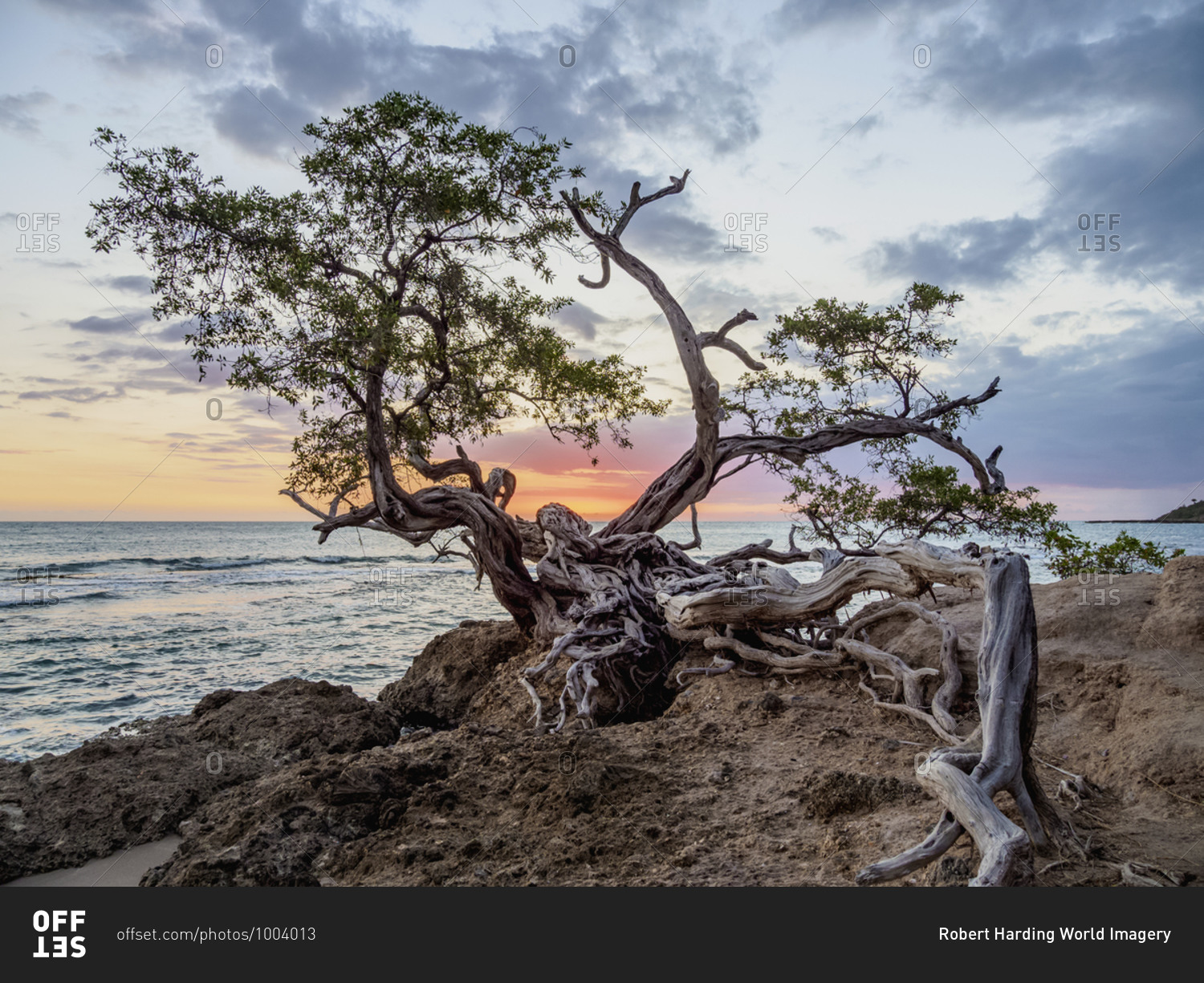 Lone Tree by the Jack Sprat Beach at sunset, Treasure Beach, Saint Elizabeth Parish, Jamaica, West Indies, Caribbean, Central America