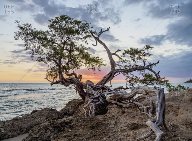 Lone Tree by the Jack Sprat Beach at sunset, Treasure Beach, Saint Elizabeth Parish, Jamaica, West Indies, Caribbean, Central America