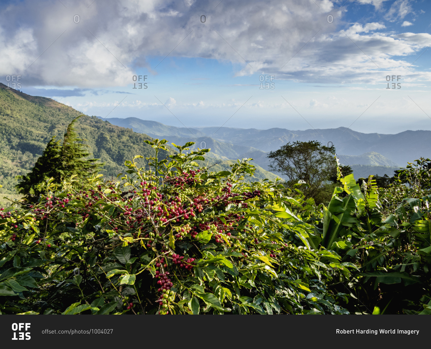 Coffea cherries at Coffee Plantation, Blue Mountains, Saint Thomas Parish, Jamaica, West Indies, Caribbean, Central America