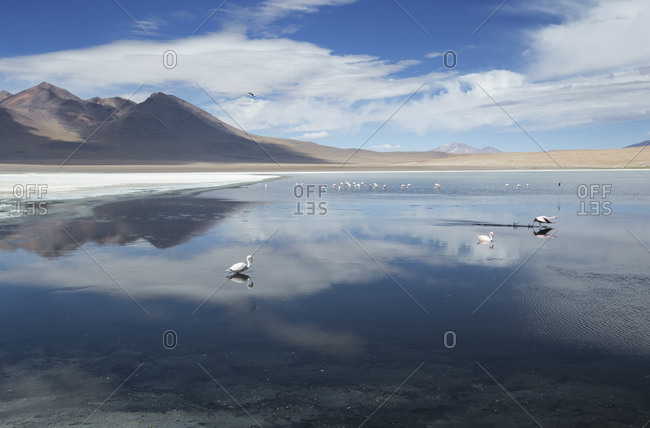 Laguna Canapa with flamingoes feeding, Potolsi, Bolivia, South America