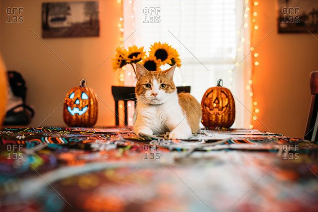 Cat sitting on table decorated for Halloween