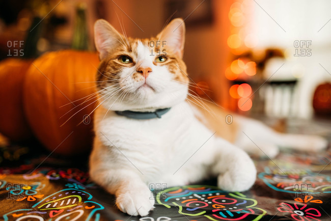 Orange and white cat sitting on table decorated for Halloween
