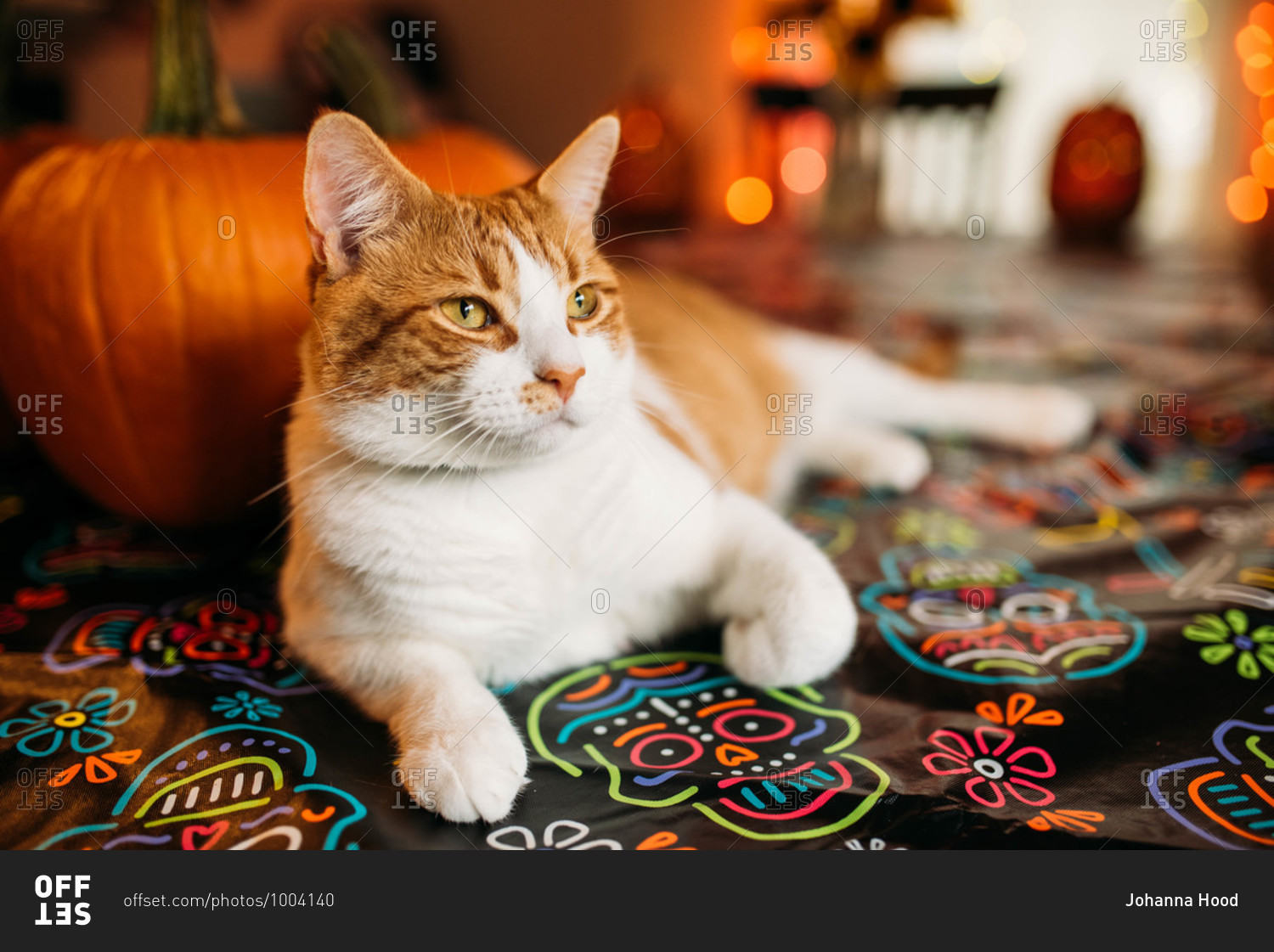 Orange and white cat sitting on a skeleton tablecloth at Halloween