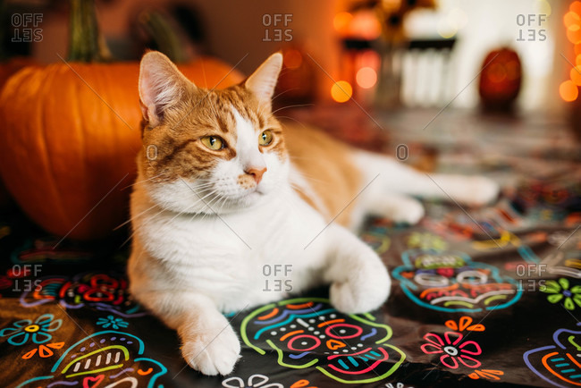 Orange and white cat sitting on a skeleton tablecloth at Halloween