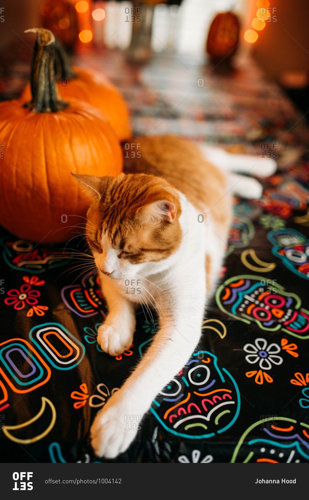 An orange and white cat sitting on a skeleton tablecloth at Halloween