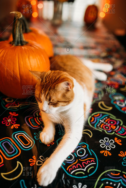 An orange and white cat sitting on a skeleton tablecloth at Halloween