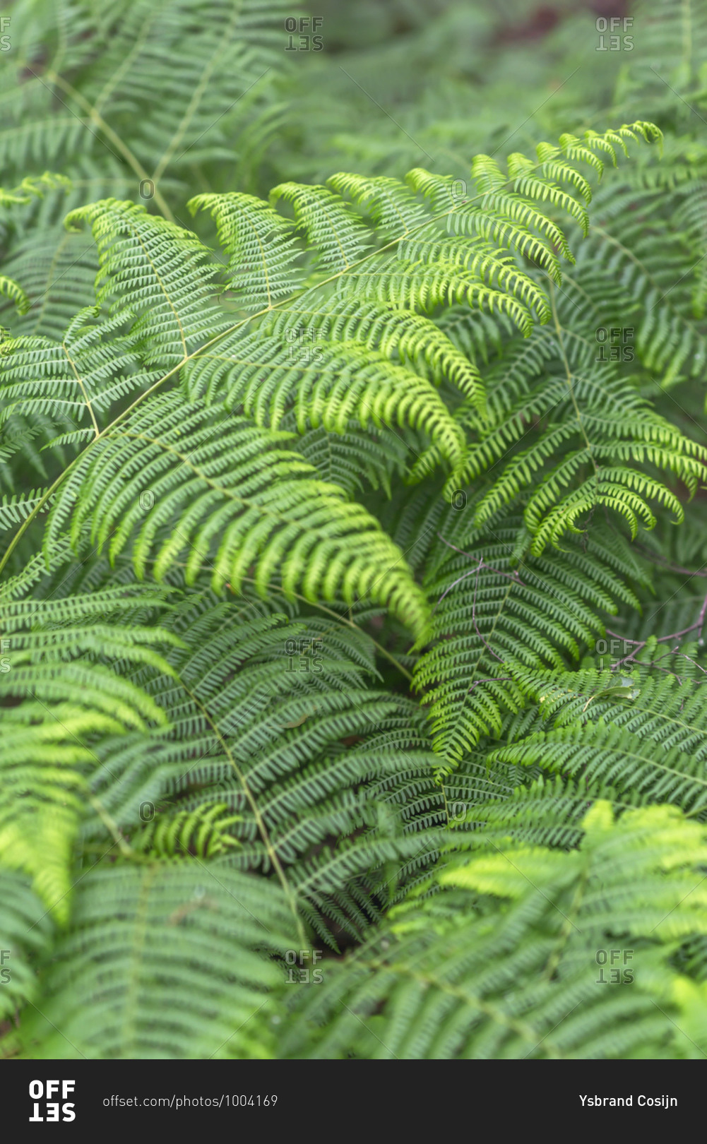Lush verdant ferns growing in nature