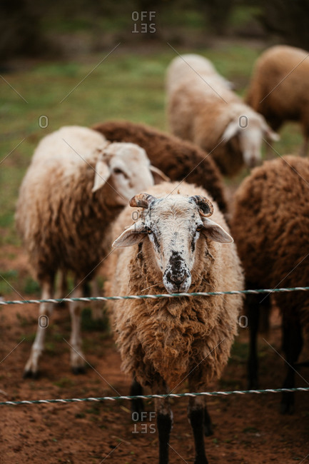 Wooly sheep on a farm