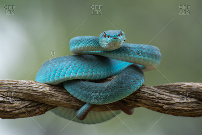 blue insularis pit viper snake, trimeresurus albolabris, venomous snake  Stock Photo