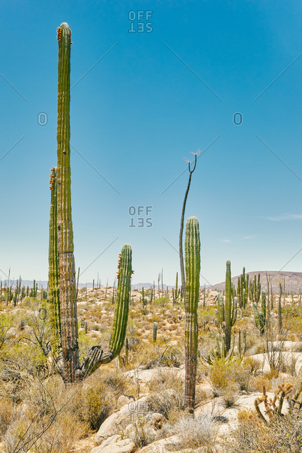 Giant cactuses during summer in desert of Baja, Mexico.