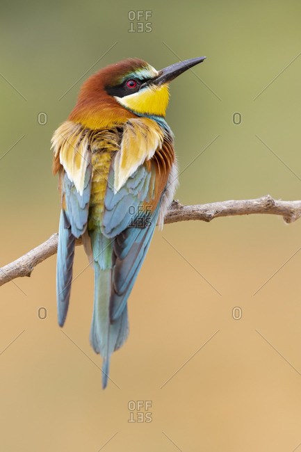 An individual European Bee Eater (Merops Apiaster) perched on a branch. Vertical shot on a defocused green background.