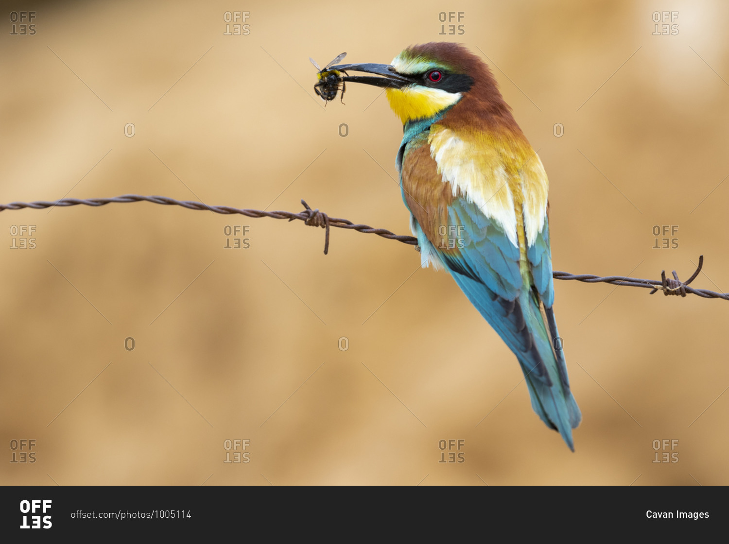 A European Bee Eater (Merops Apiaster) perched on a barbed wire with an insect in its beak. Horizontal shot on an unfocused ocher background.