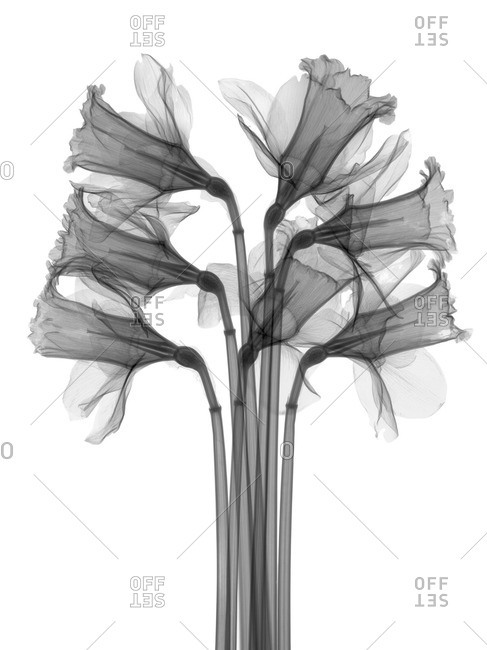 Daffodils, X-ray on white background